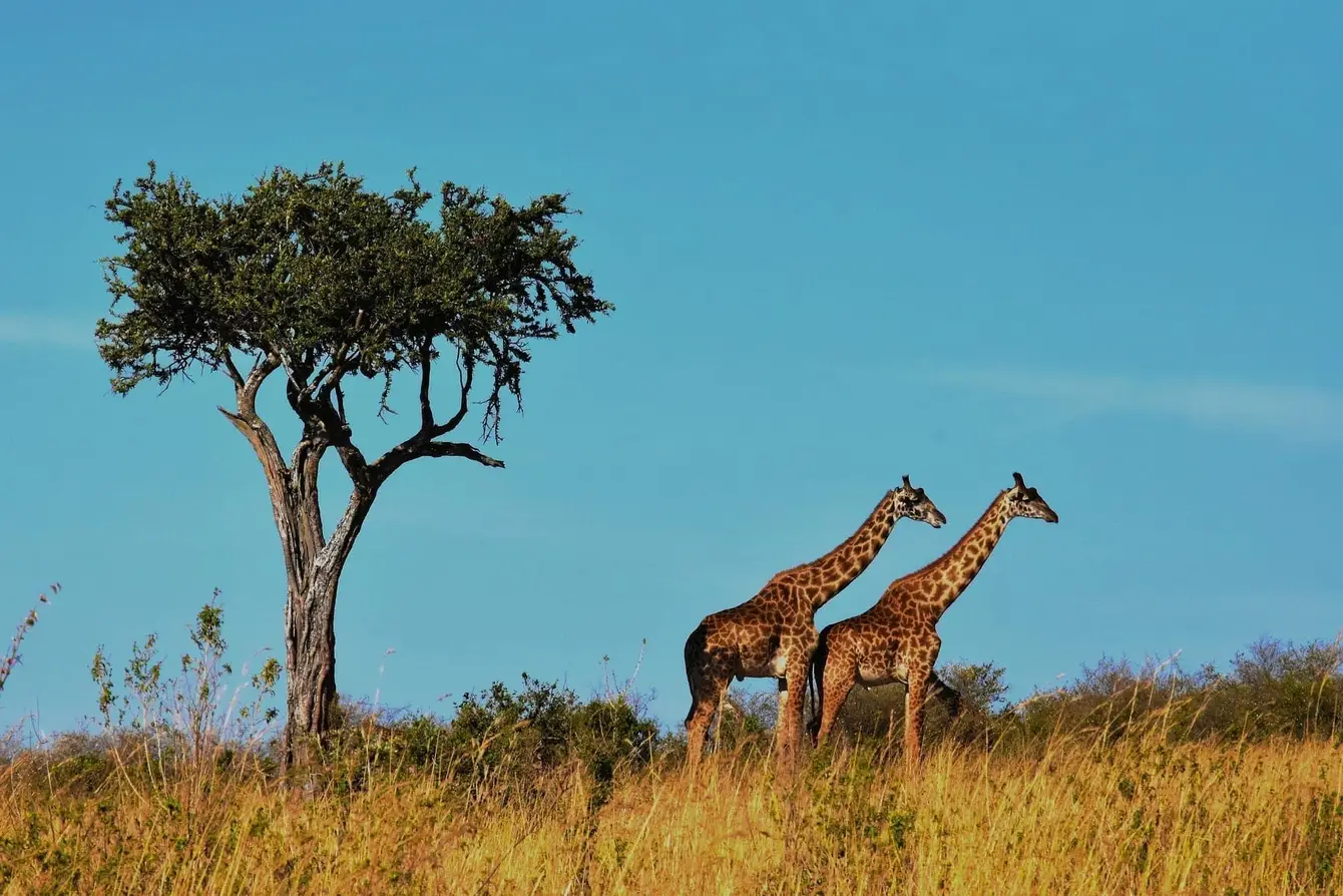 Wildlife-1536582_1920