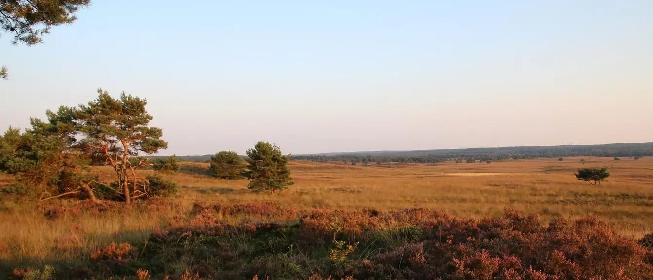 Nazomeren-op-de-Veluwe-Pixabay