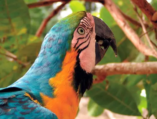 Suriname-vogel-1