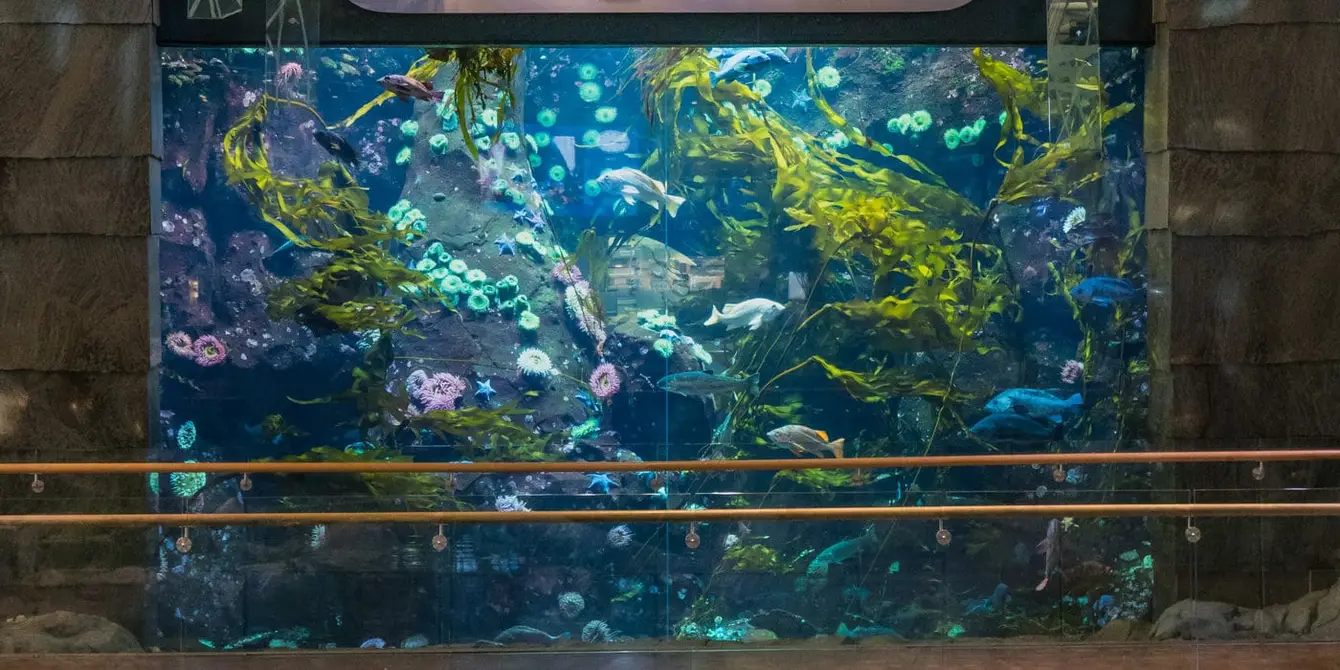 Aquarium Vancouver International Airport