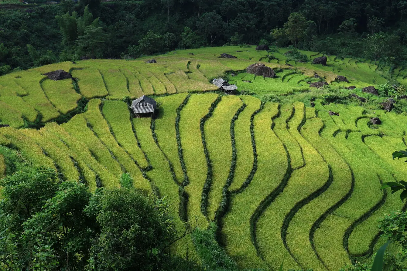 Rijstterrassen Vietnam Sapa