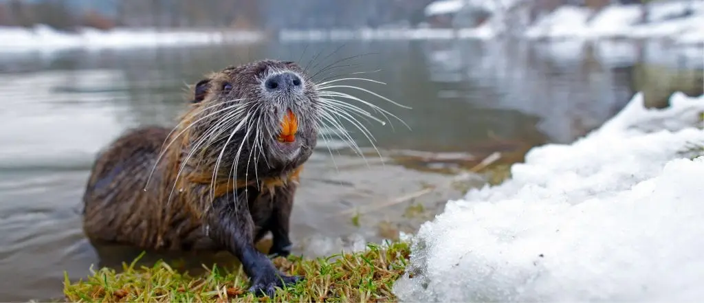 Nutria
