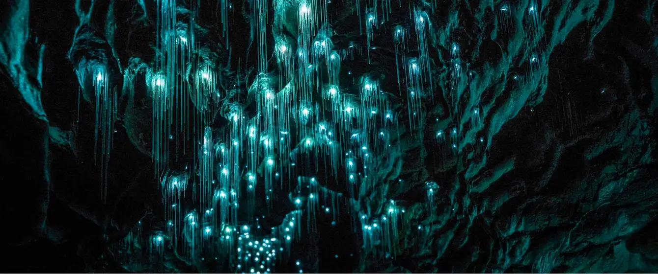 Waitomo Glowworms Cave