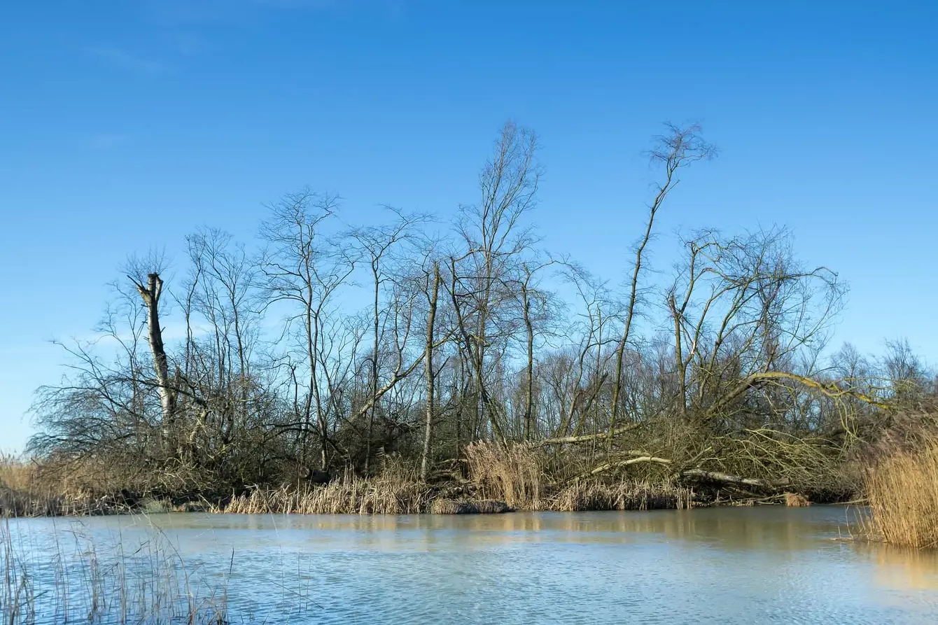 Biesbosch-Header-Pixabay1