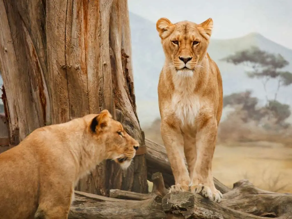 Safari-Africa