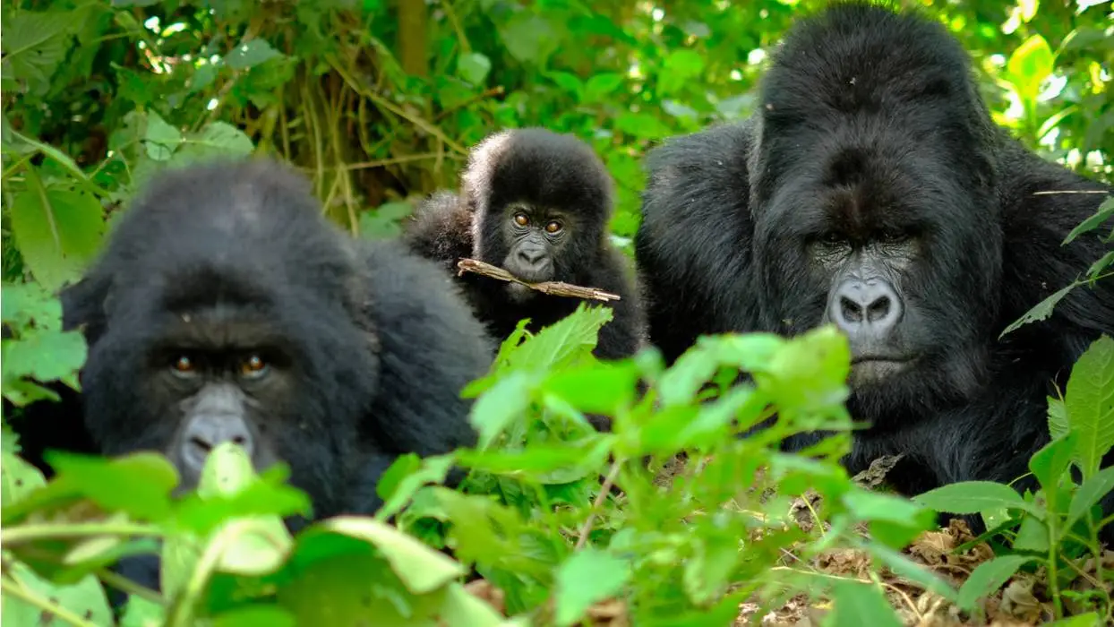 Gorilla