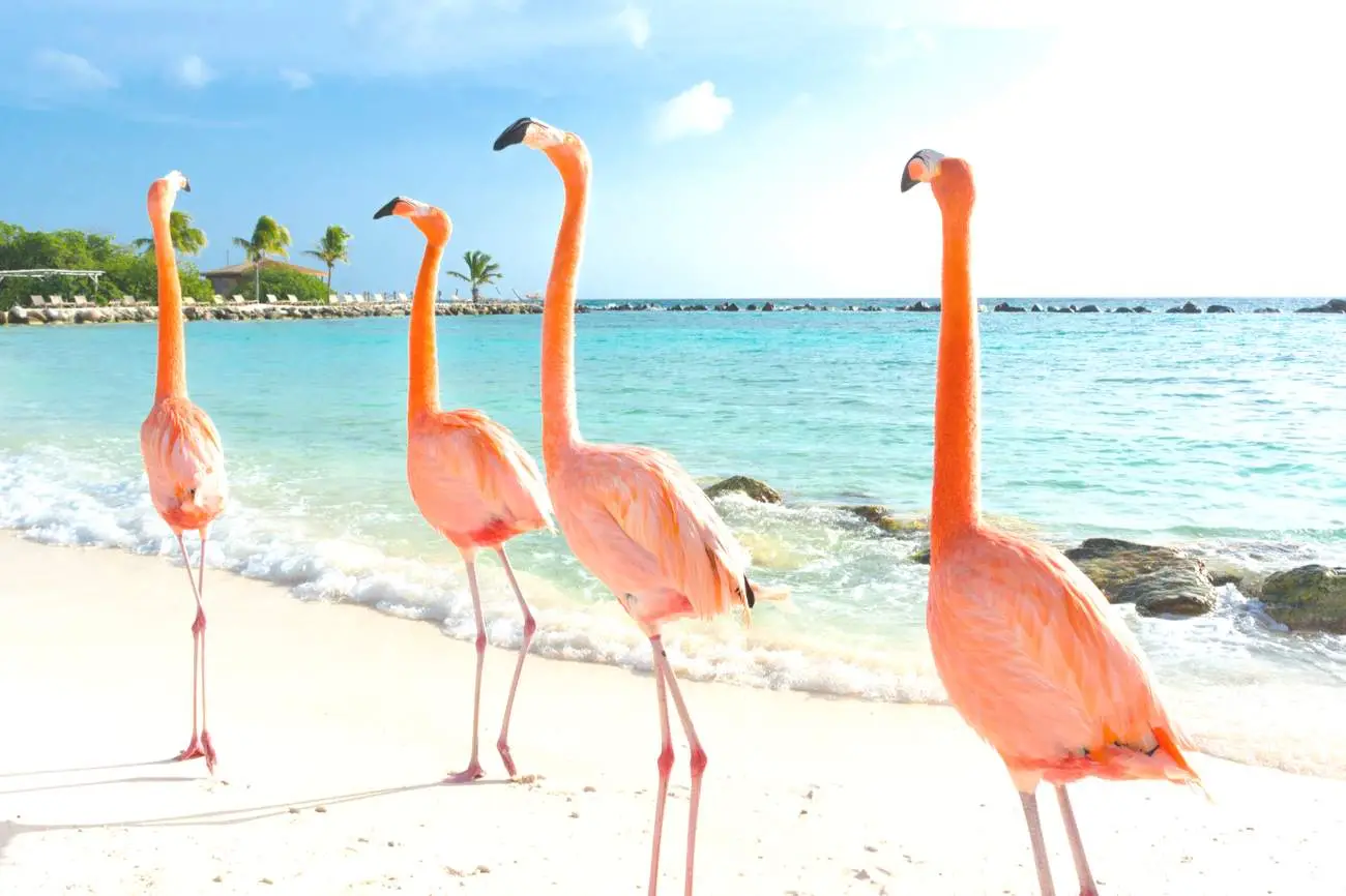 Curacao-Shutterstock-5-goed