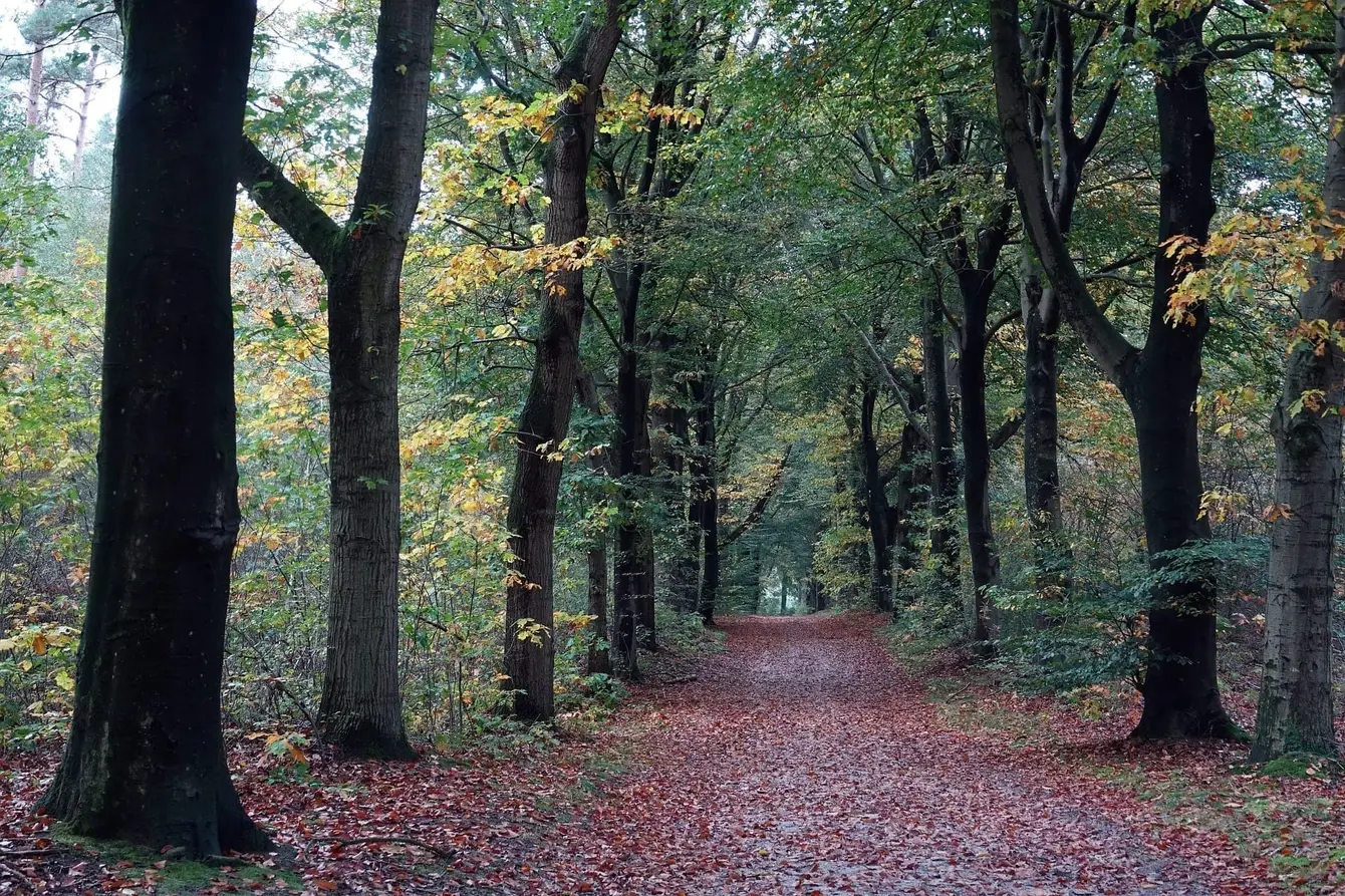 Trees-4561261_1920