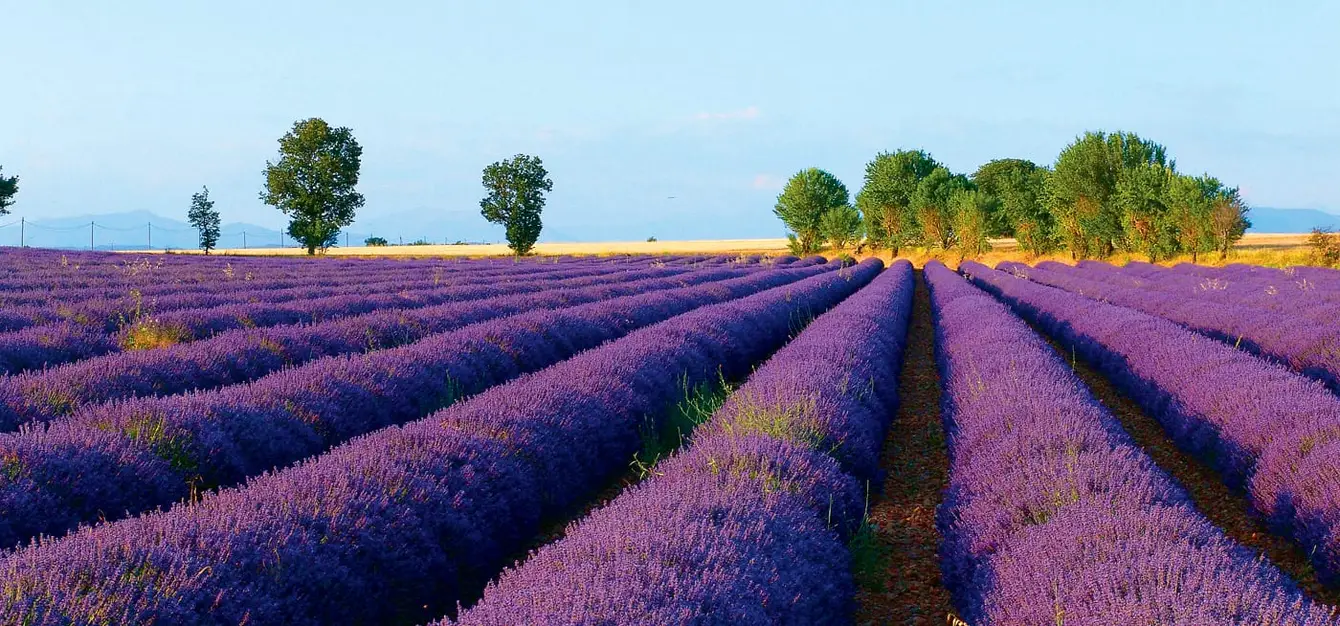 Lavendelvelden in de Provence, Zuid-Frankrijk