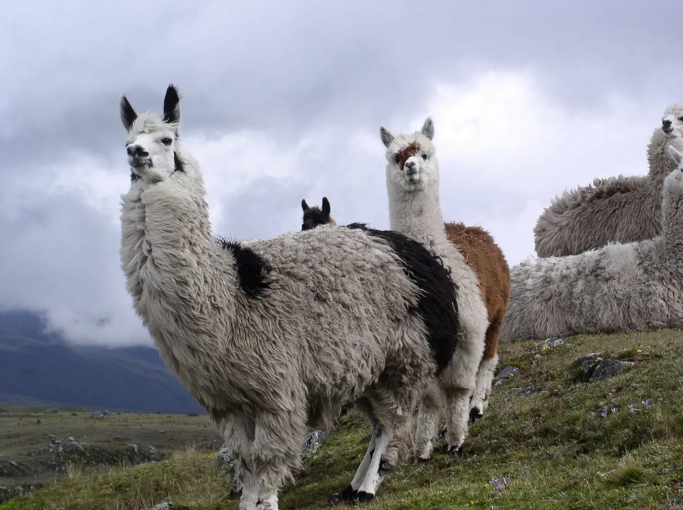 Ecuador1