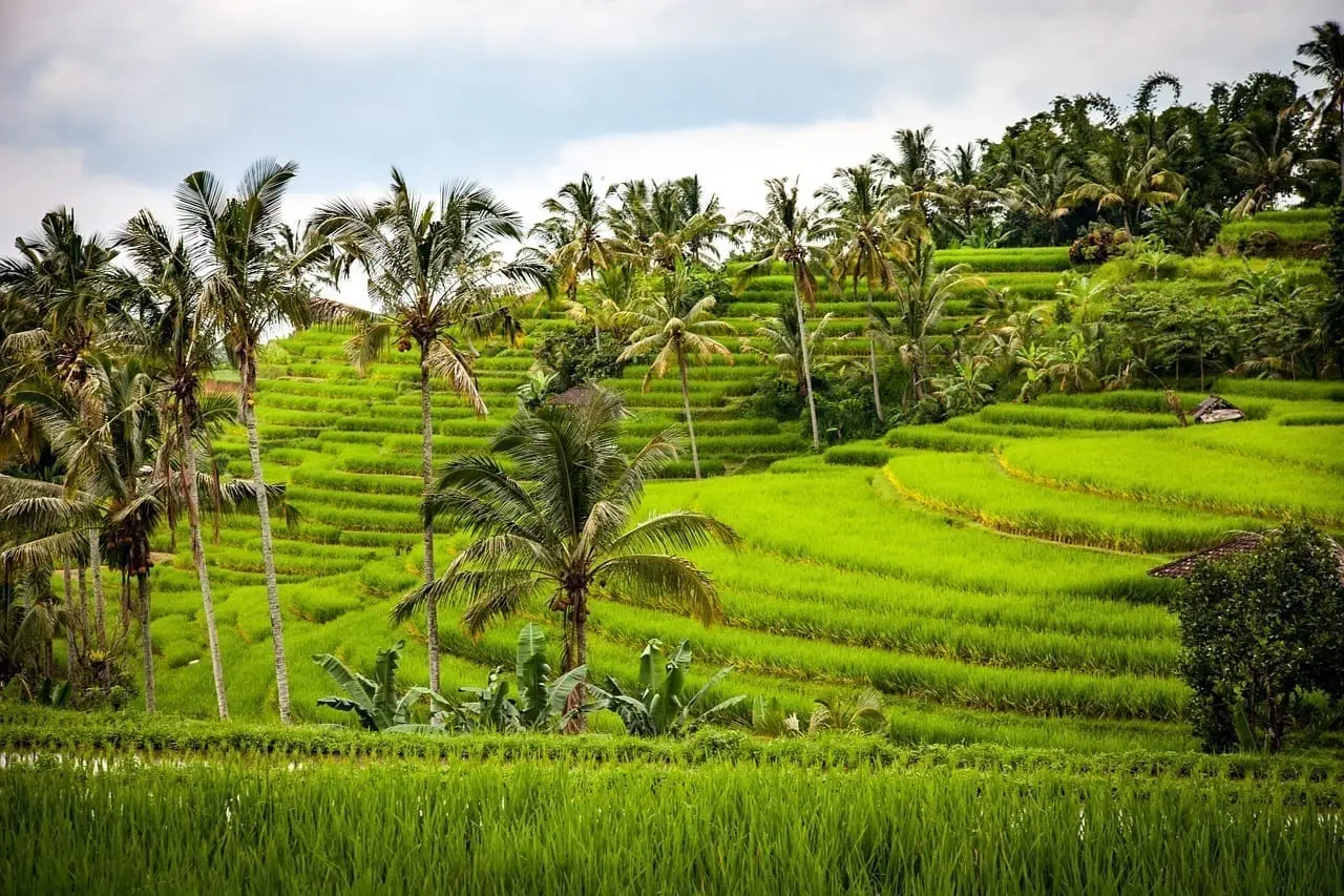 Rice-1514141_1280