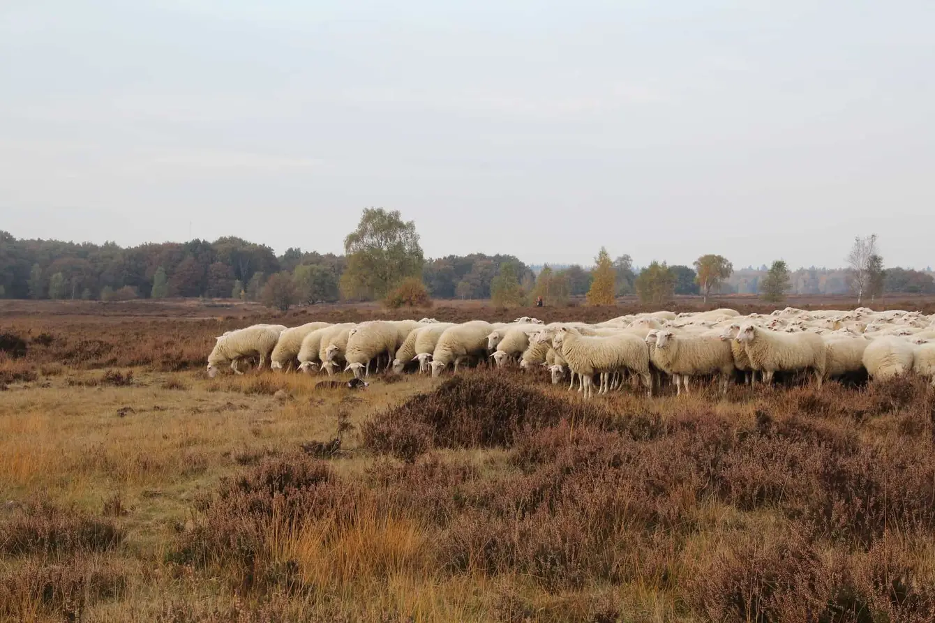 Veluwe-Pixabay3