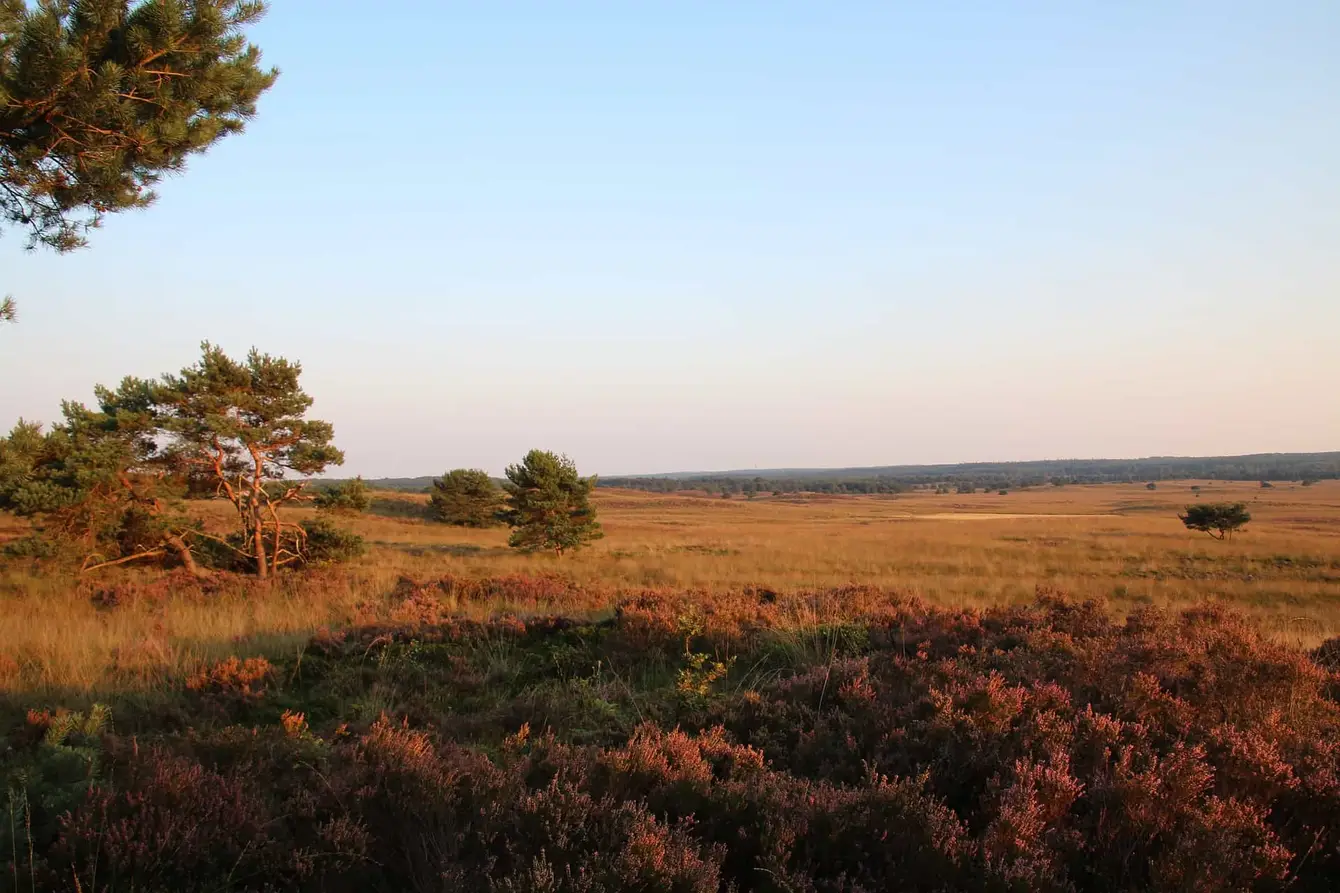 Veluwe-Pixabay1