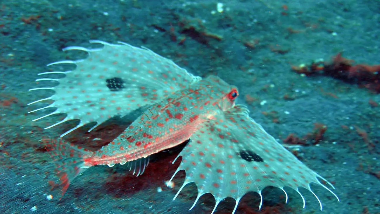 Dactyloptena_orientalis