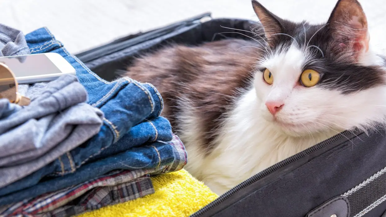 Vreemde_bagage_shutterstock