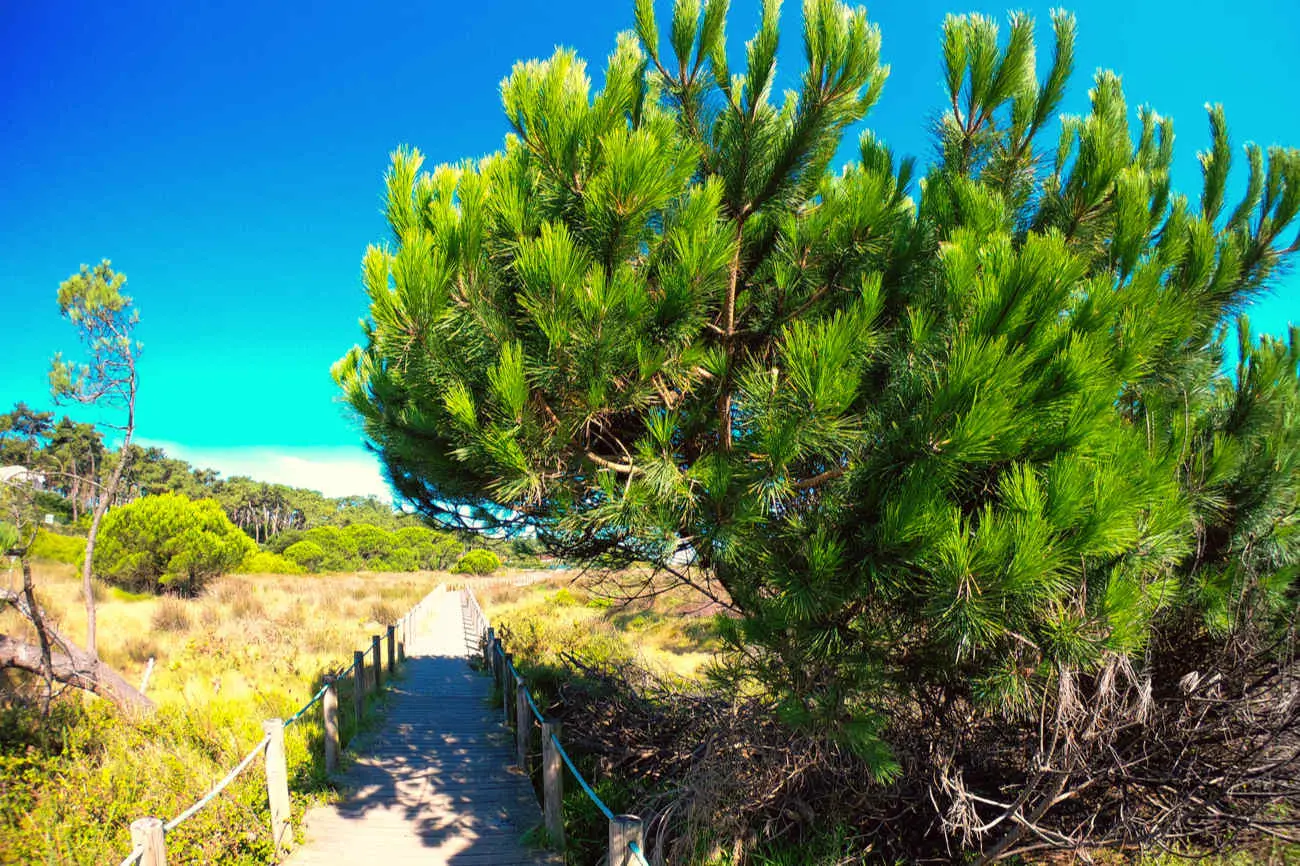 Costa_verde_portugal