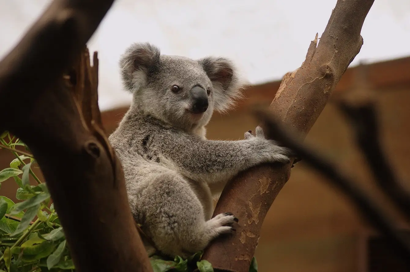 Australie6