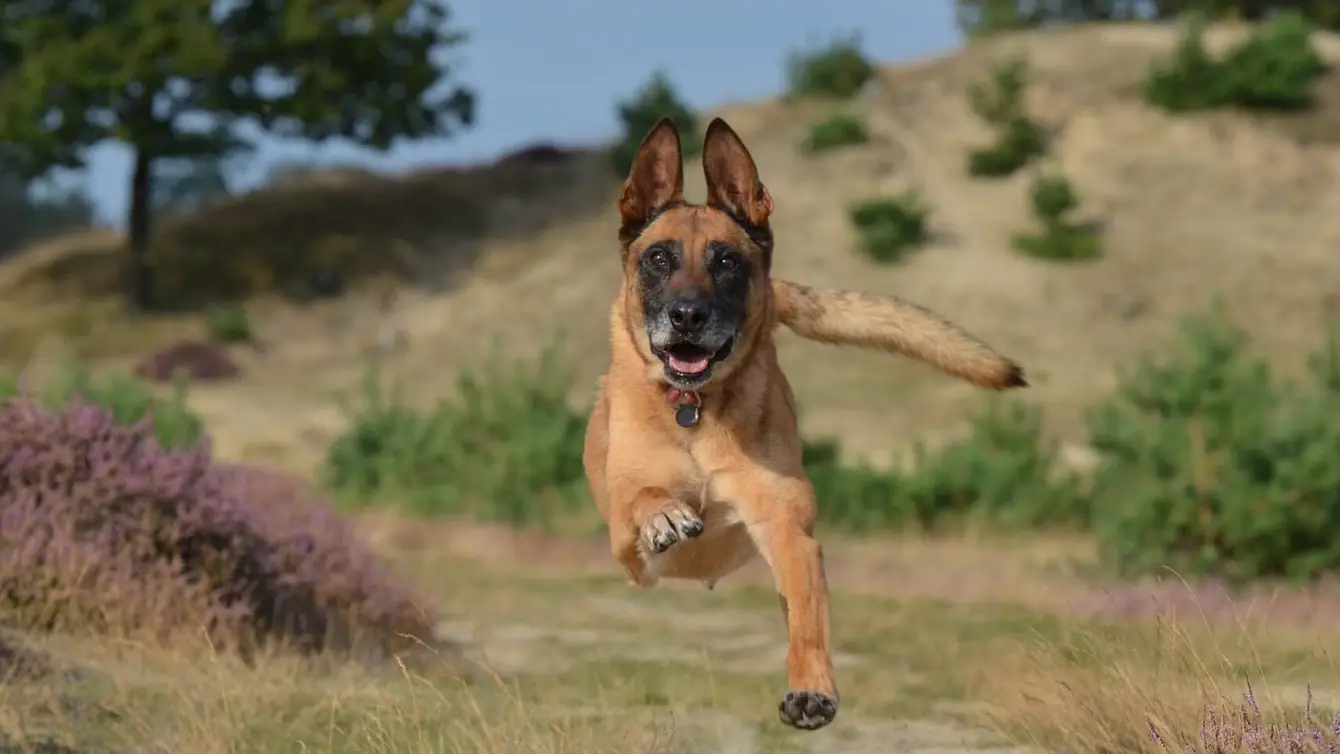Weekendje-weg-met-hond