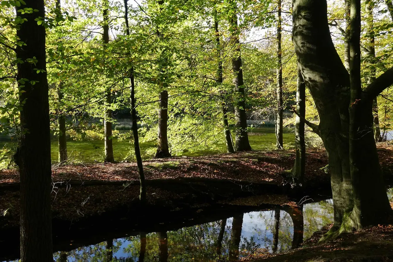 Veluwe-Pixabay2