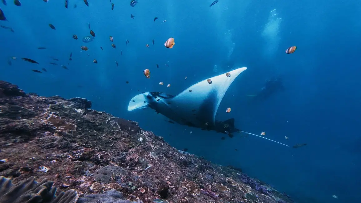 Duiken op de Canarische Eilanden: vulkanisch wonder onder water
