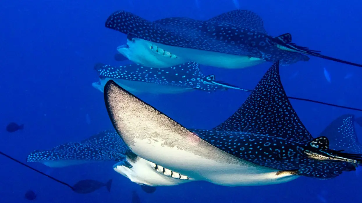 Header_rog_shutterstock