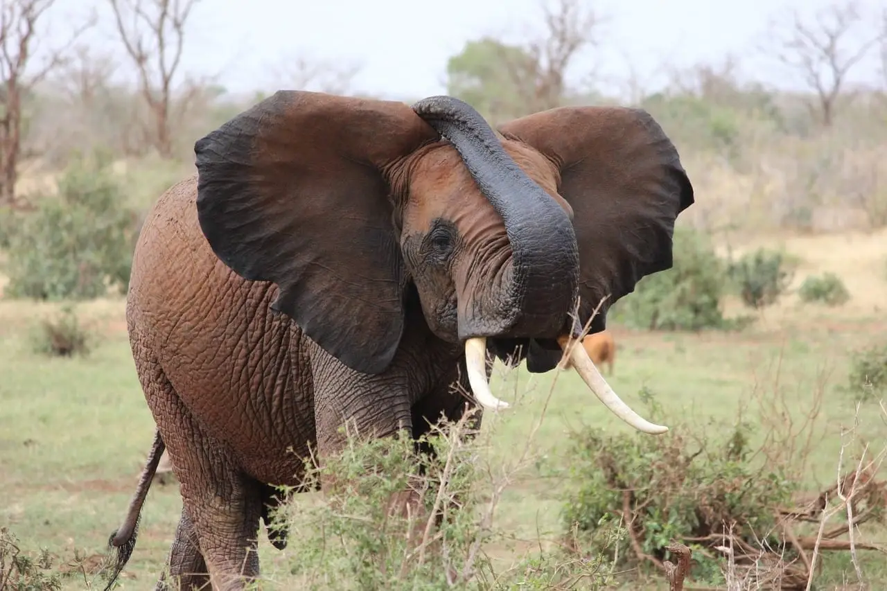 Elephant-111696_1280-1