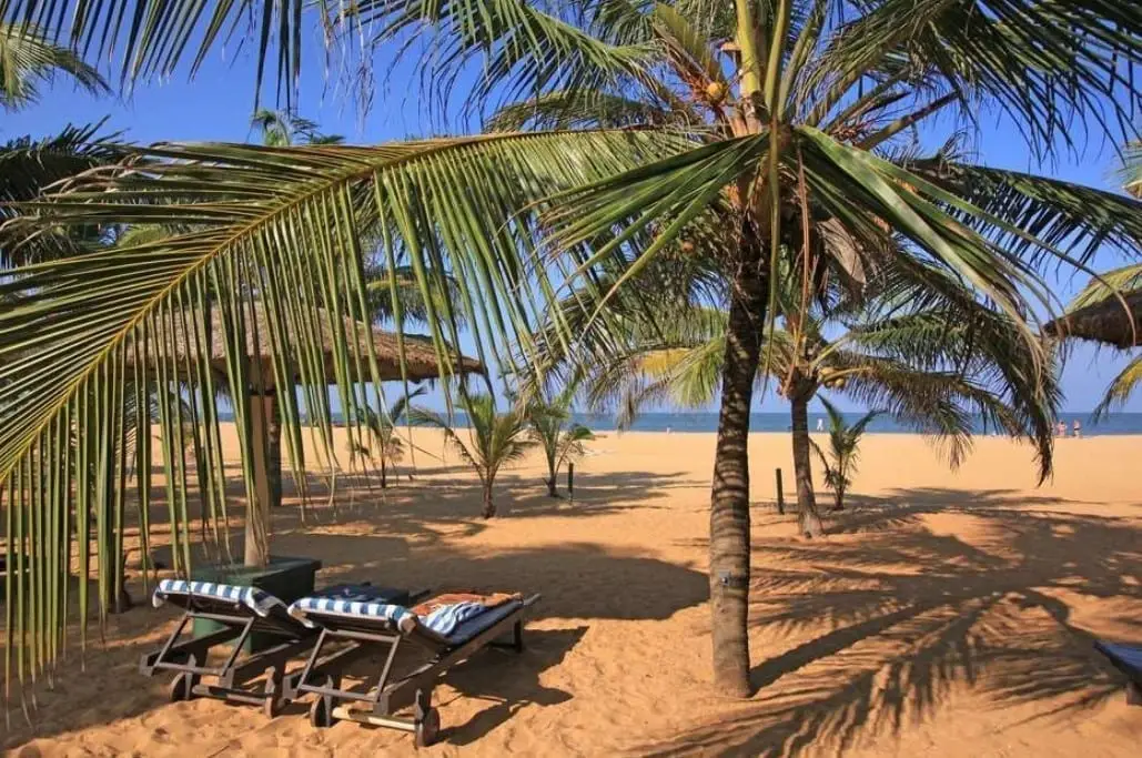 Strand-palm-1