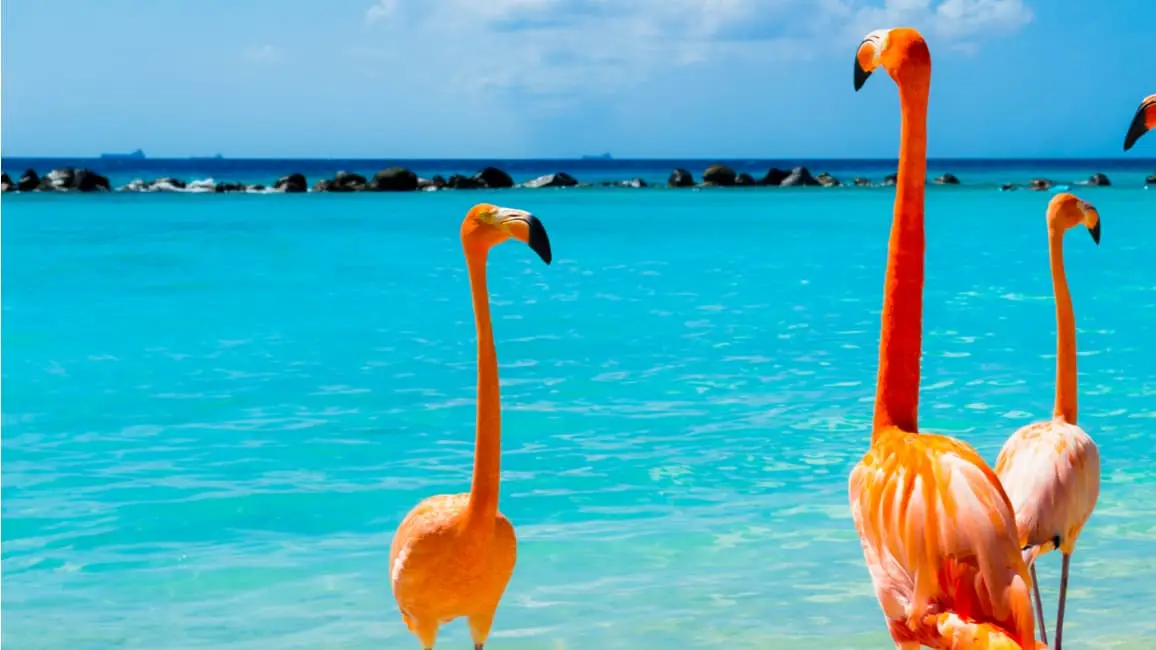 Aruba-Header-Shutterstock1