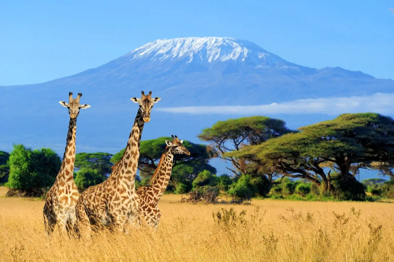 Giraffen-Kenia