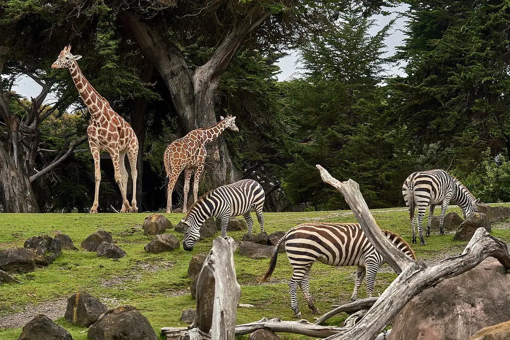 Dieren-unsplash