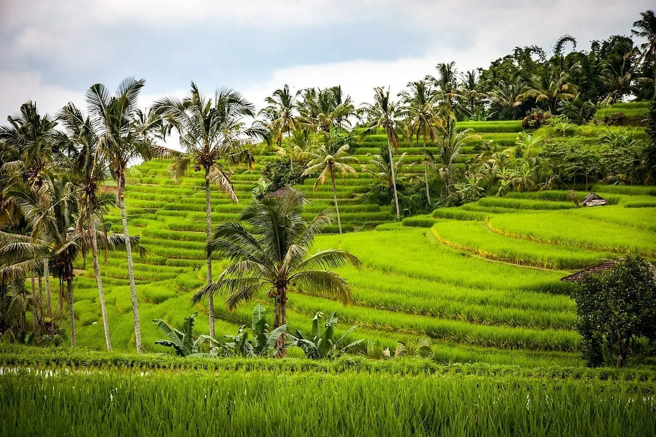 Rice-1514141_1280
