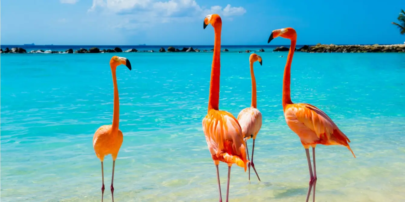 Aruba_seo