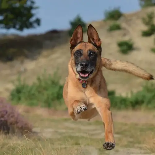Weekendje-weg-met-hond