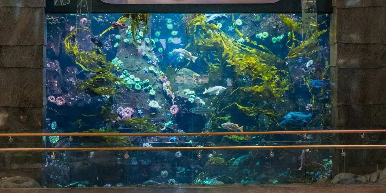 Aquarium Vancouver International Airport