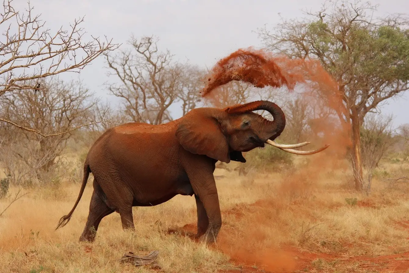 Africa-animal-elephant-70080