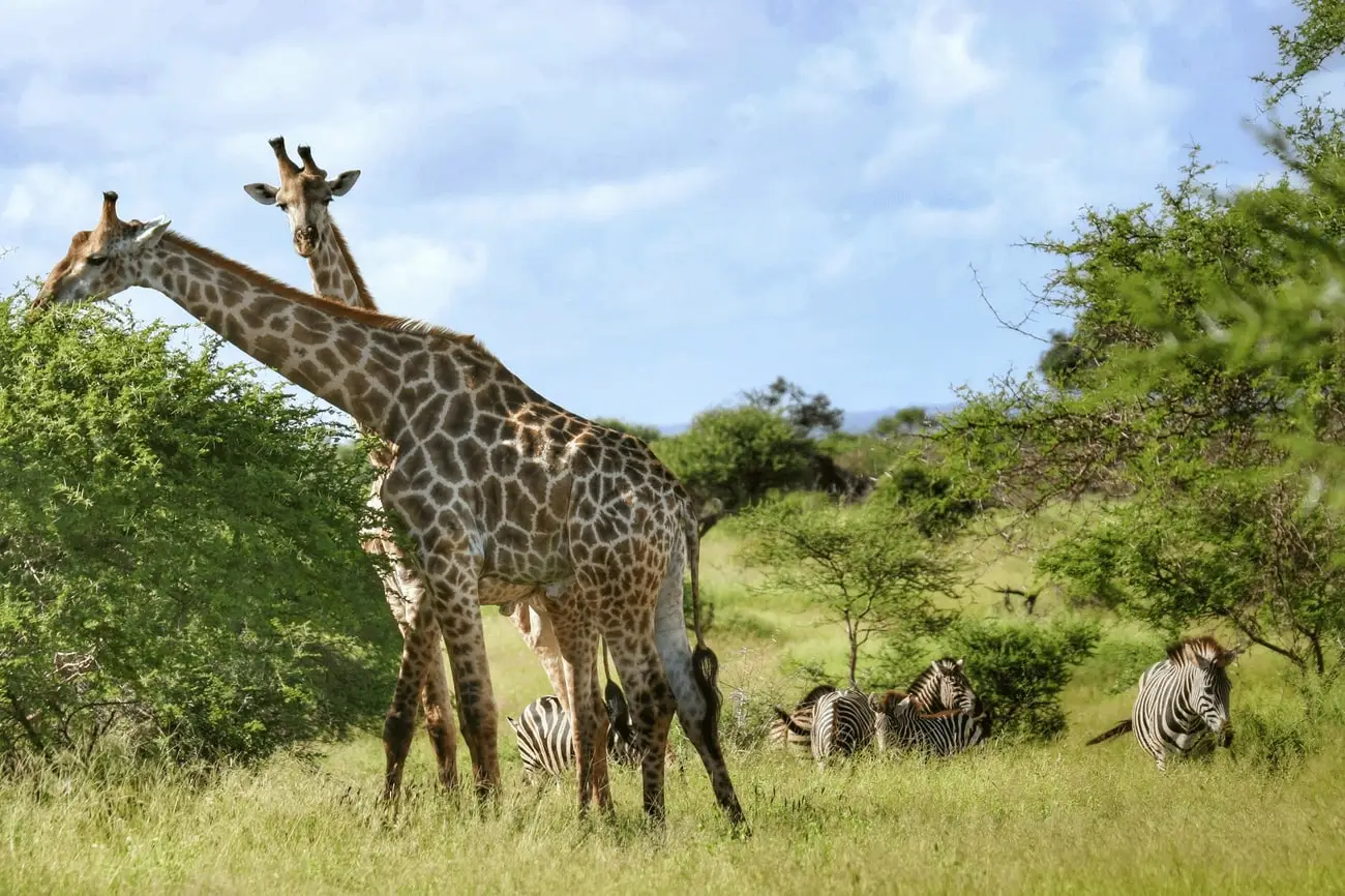 Zuid-Afrika-Shutterstock2