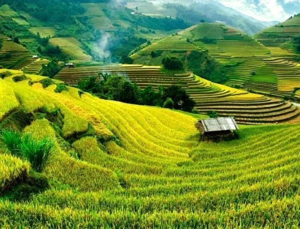 Rijstvelden-indonesië