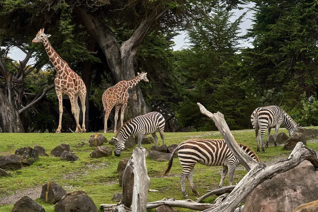 Dieren-unsplash